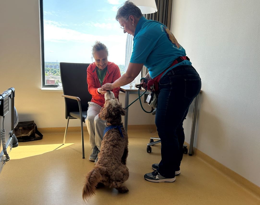 Labradoodles als medicijn: het Knuffelhondenteam van het Catharina Ziekenhuis bezorgt patiënten warmte, afleiding en een glimlach.

In een reportage volgen we vrijwilligster Ingrid van Griensven die met Ties de afdeling oncologie bezoekt. Samen maken ze deel uit van het Knuffelhondenteam: zes vrijwilligsters en acht labradoodles die het ziekenhuis rondtrekken om patiënten even uit de medische werkelijkheid te halen. “Het lijkt misschien iets kleins”, vertelt Ingrid, “maar zo’n moment kan iemands dag, of zelfs laatste dagen, lichter maken.”

Elke afdeling die bezocht wordt, heeft zijn eigen sfeer, maar overal is de reactie hetzelfde: een glimlach, ontspanning en even geen ziekenhuis. “Of het nu bij een kind is dat een knuffelhondje krijgt of bij een oudere patiënt die zijn eigen hond mist: je ziet mensen zichtbaar opbloeien”, aldus Ingrid. Naast hun bezoeken zamelen de vrijwilligers geld in via de stichting Pootjes voor Positiviteit. Daarmee kopen ze pluchen knuffelhondjes en gelukspoppetjes, die worden uitgedeeld.

De reportage vind je via onderstaande link: https://lnkd.in/eKZNitBh

#werkenbijcatharina #eindhoven #knuffelhond